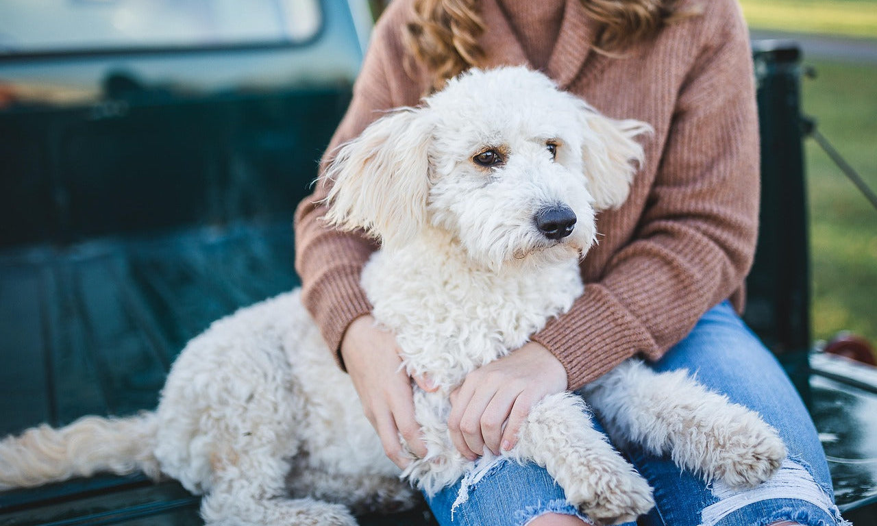 A paw print on your heart: A beautiful way to remember your dog - Little Miracles Casting