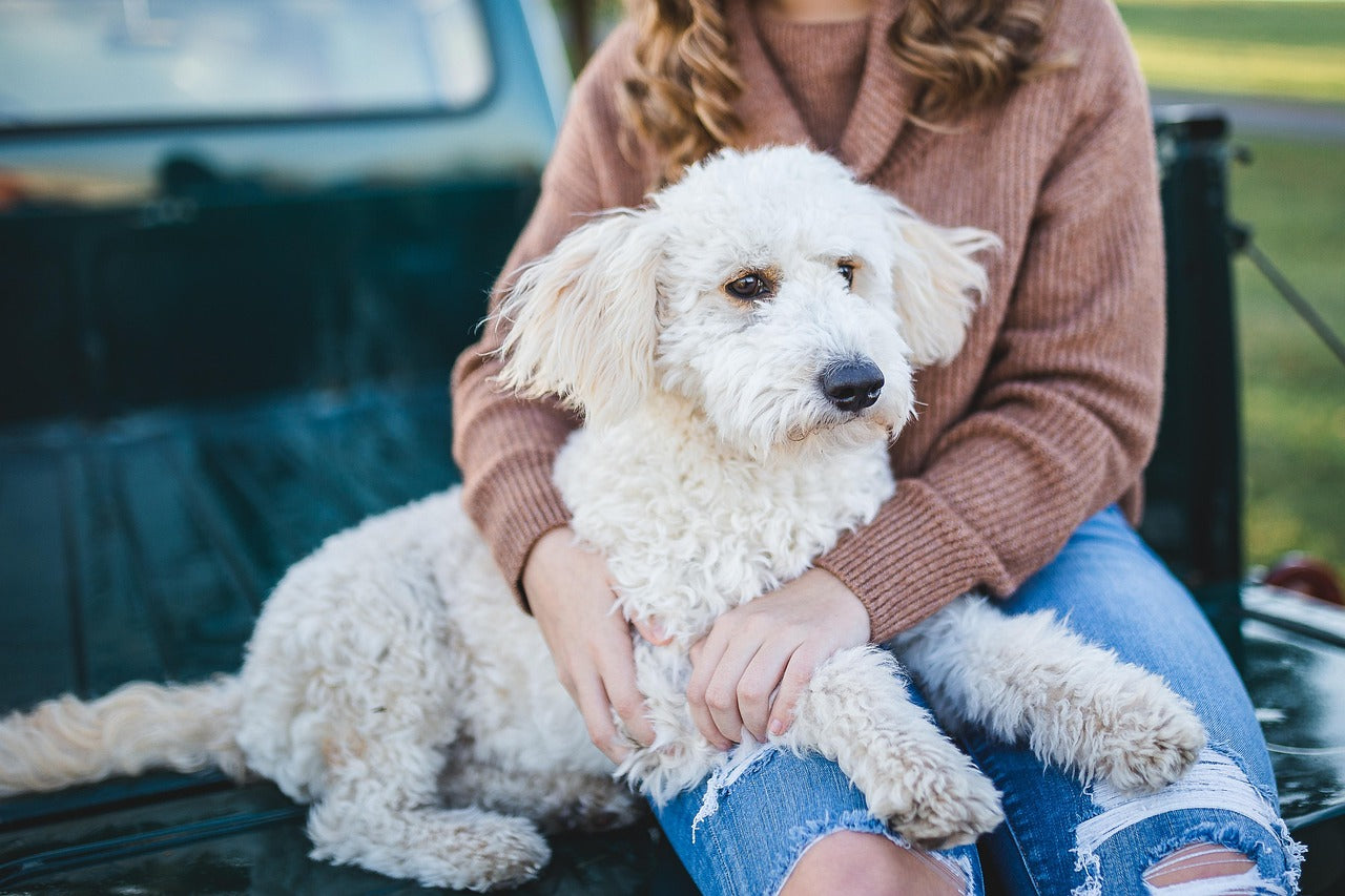 A paw print on your heart: A beautiful way to remember your dog - Little Miracles Casting