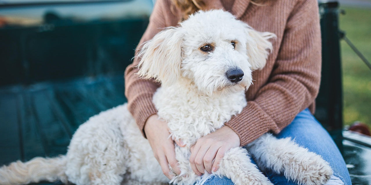 A paw print on your heart: A beautiful way to remember your dog