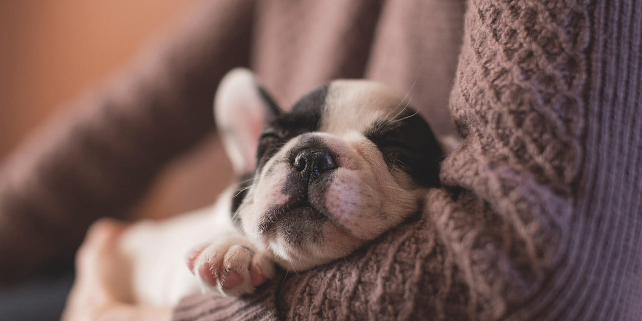 Unique gift ideas & keepsakes for new pet parents - Little Miracles Casting