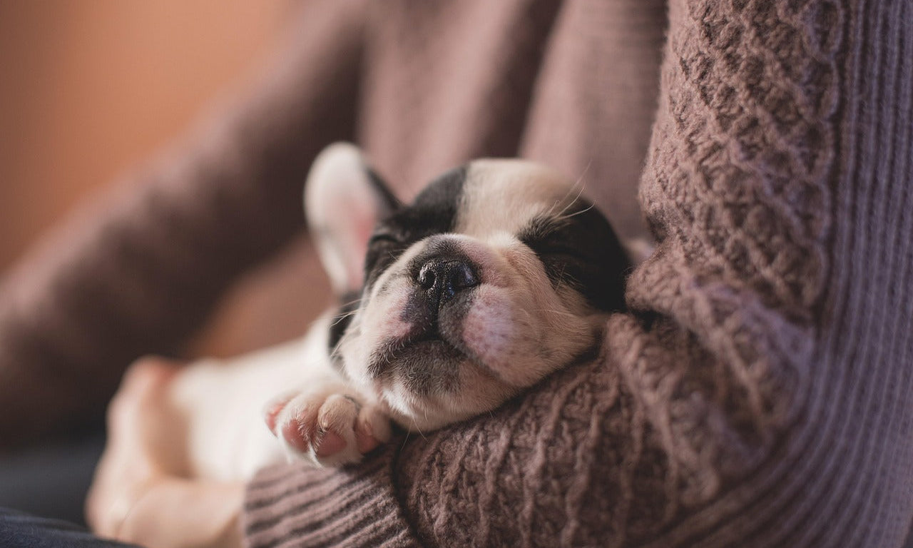 Unique gift ideas & keepsakes for new pet parents - Little Miracles Casting