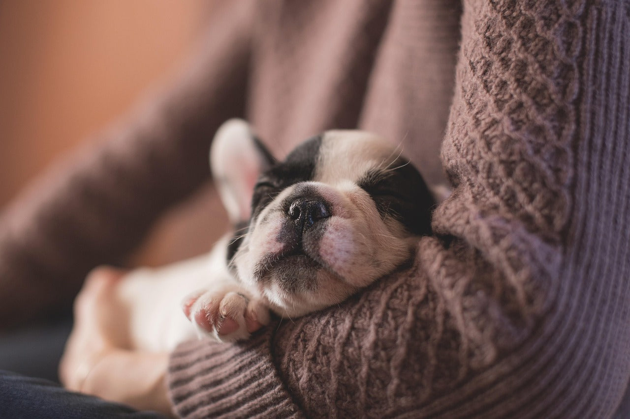 Unique gift ideas & keepsakes for new pet parents - Little Miracles Casting