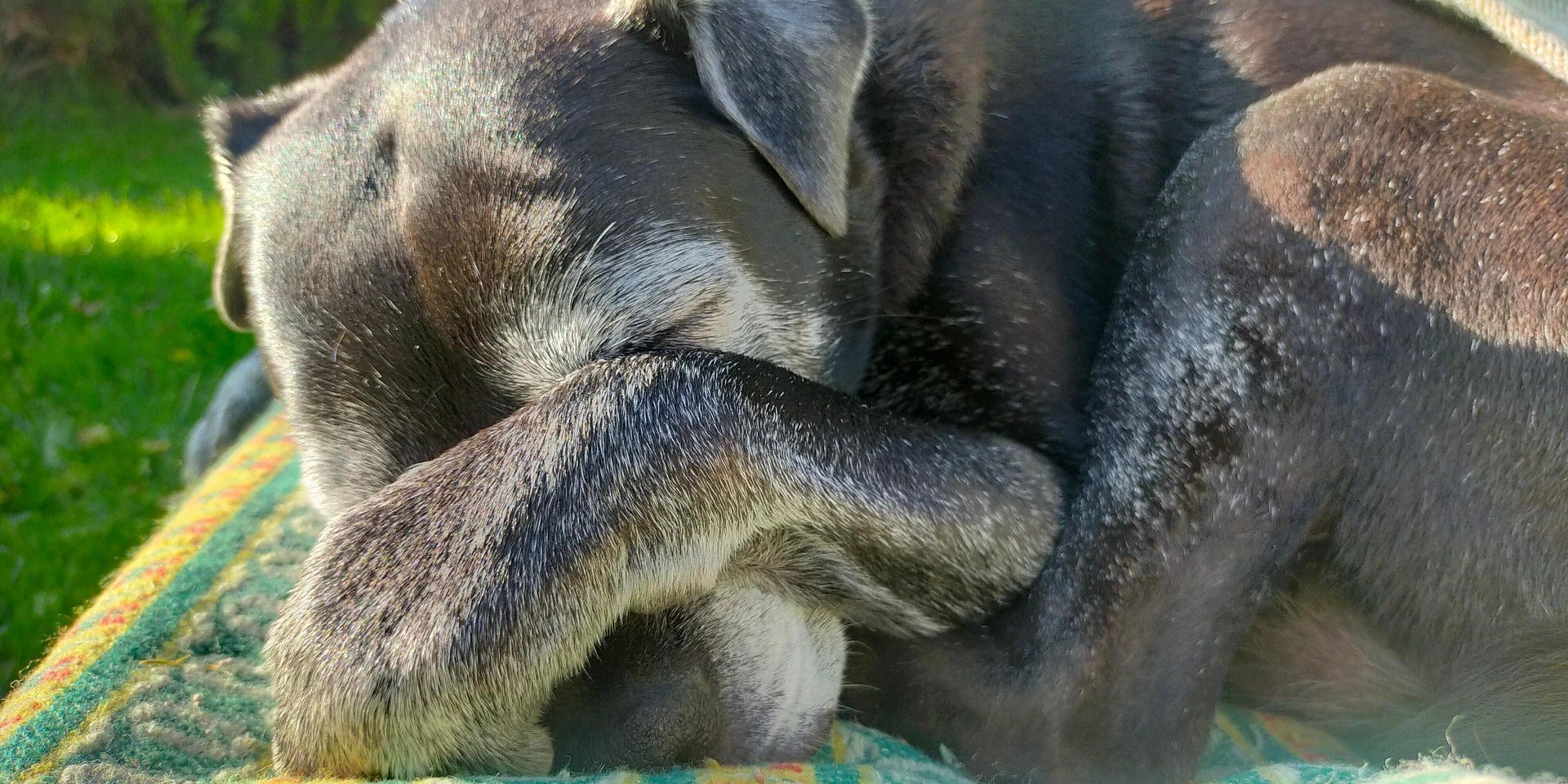 When Love Needs a Place to Go: Memorial Gifts for Pets Nearing End of Life - Little Miracles Casting