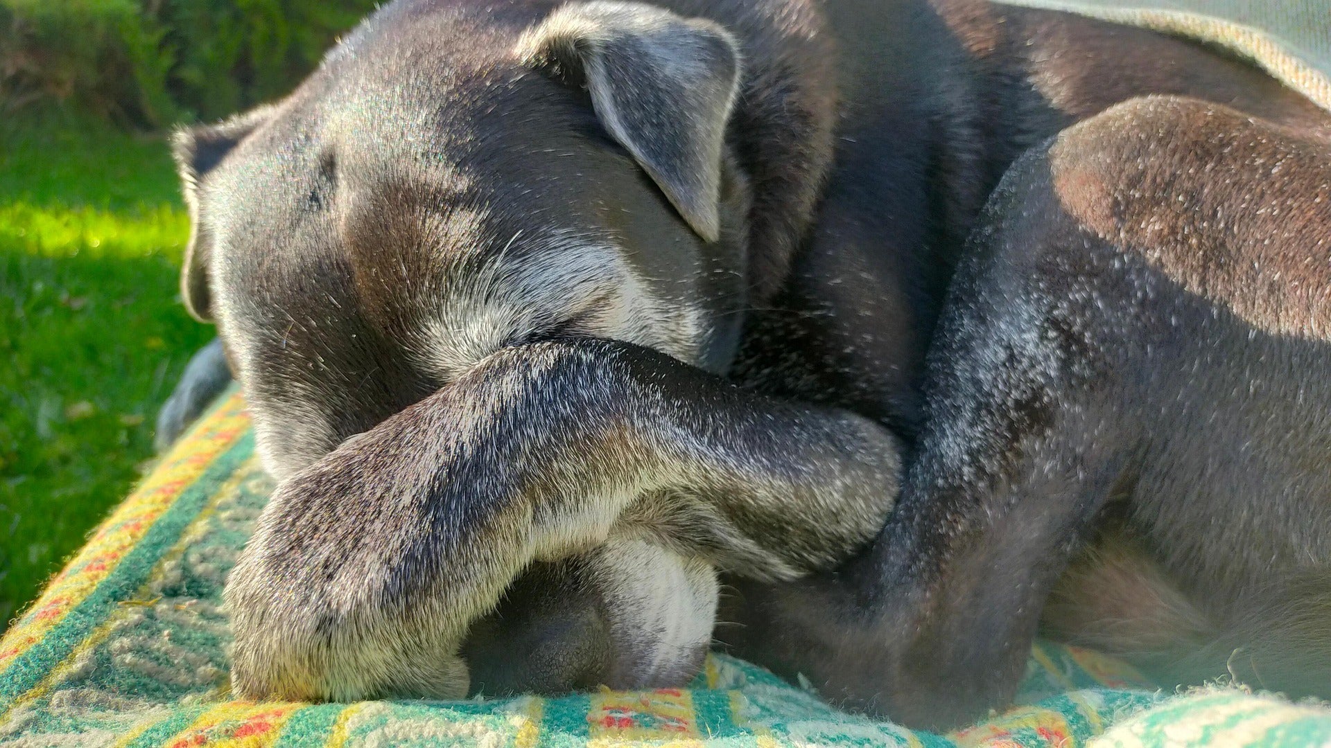 When Love Needs a Place to Go: Memorial Gifts for Pets Nearing End of Life - Little Miracles Casting