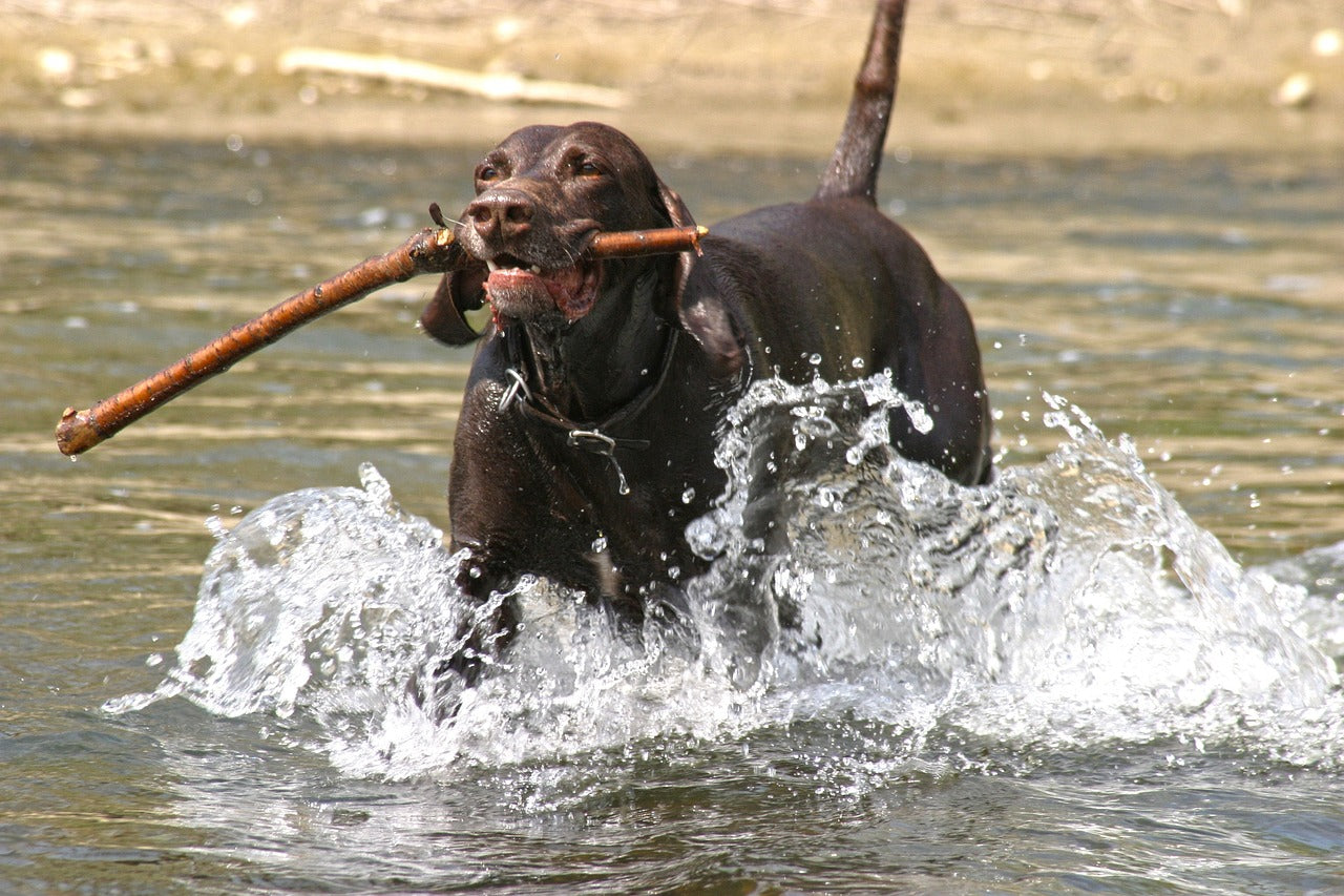 Pet Memorial Gifts - Dog_Happy