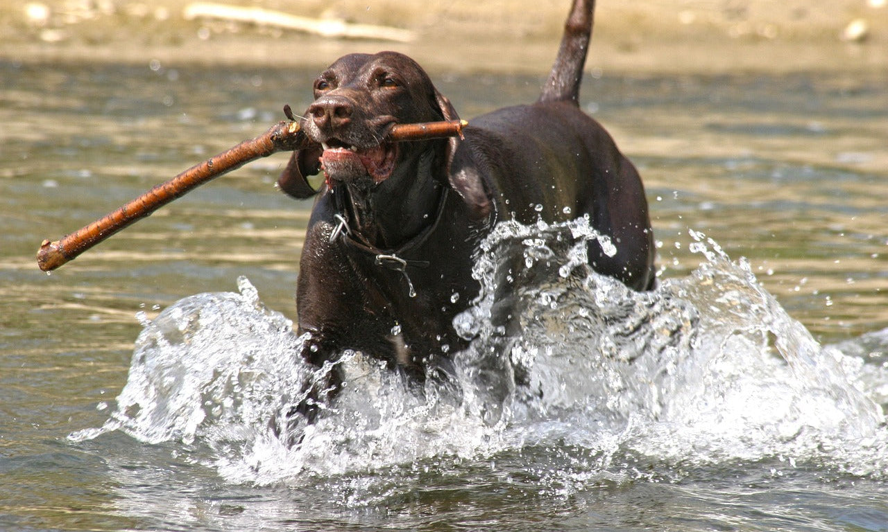 Pet Memorial Gifts - Dog_Happy